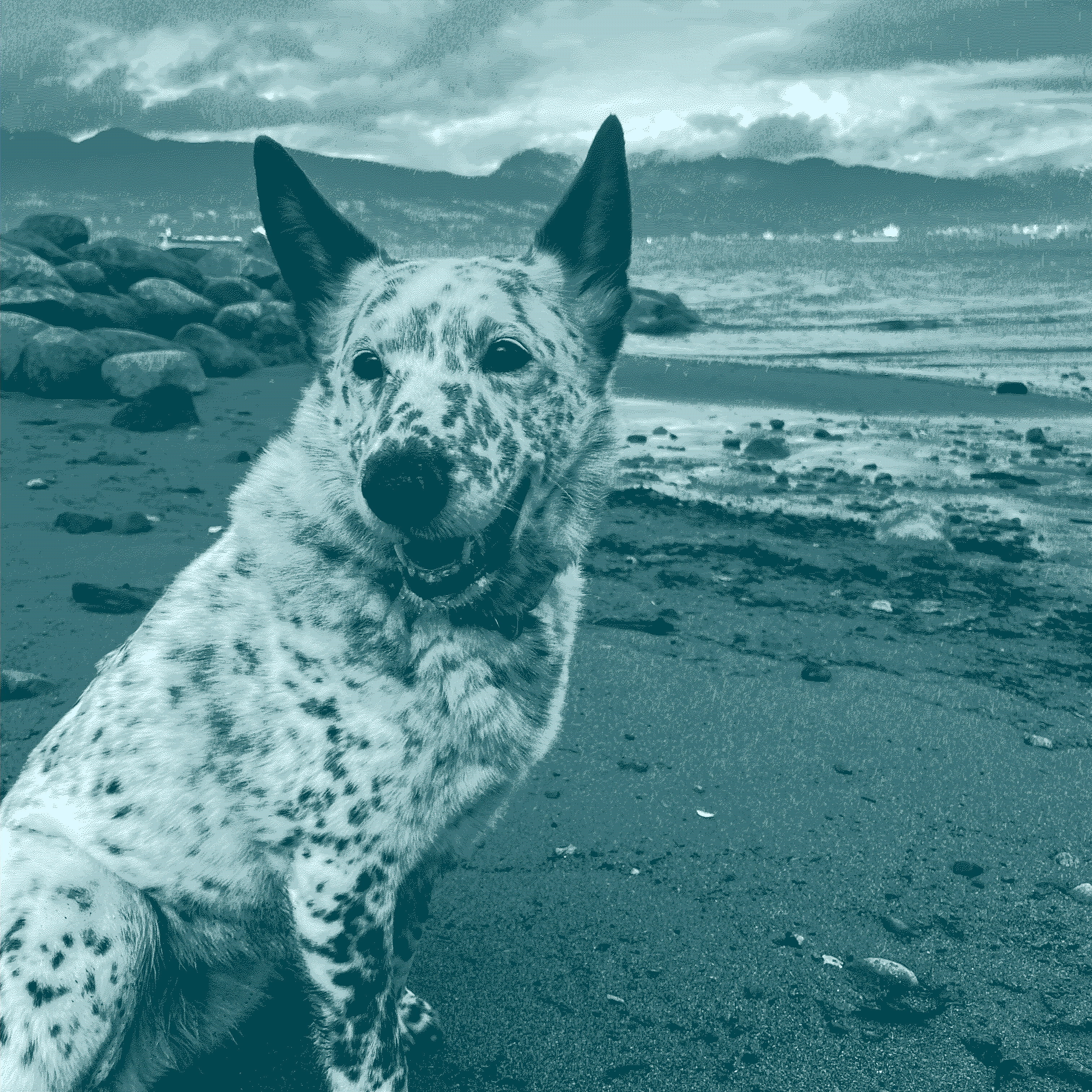 a gorgeous black and white dappled dog with two black ears, intelligent eyes, and an animated smile sits in the foreground. in the background the beach of Spanish Banks, Vancouver, BC stretches on and on.